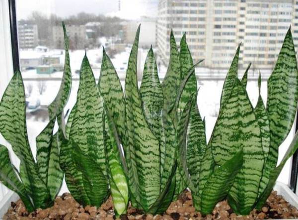 Sansevieria or mother-in-law's language