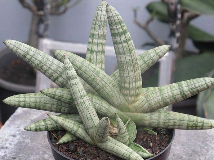 Sansevieria releases a very significant amount of oxygen, which improves the condition of persons suffering from diseases of the respiratory system