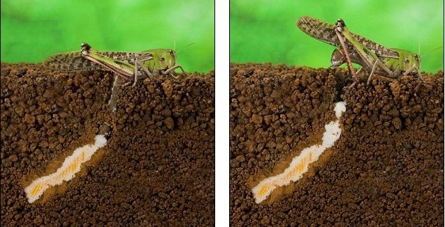 Locust lays eggs