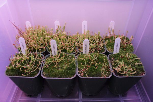 Sarracenia from seeds photo of seedlings