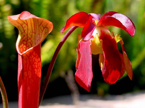 Sarracenia červená fotografie Sarracenia rubra