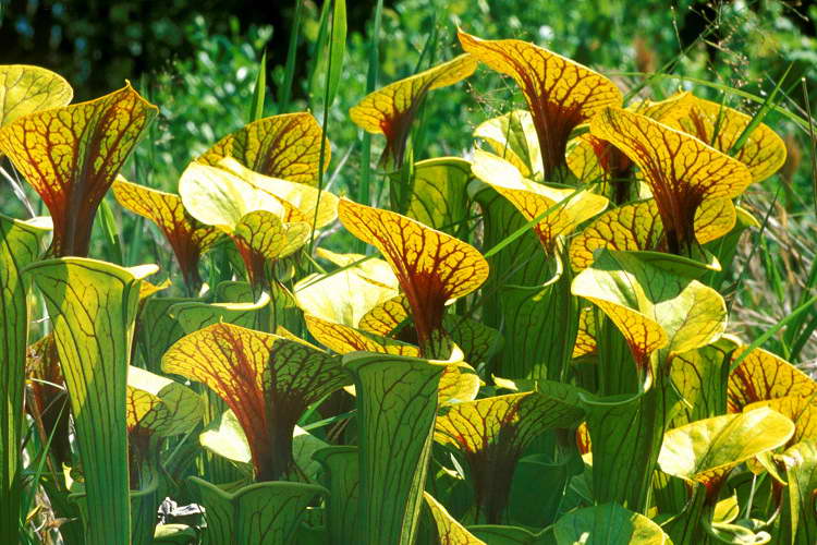 Sarracenia gul Sarracenia flava foto