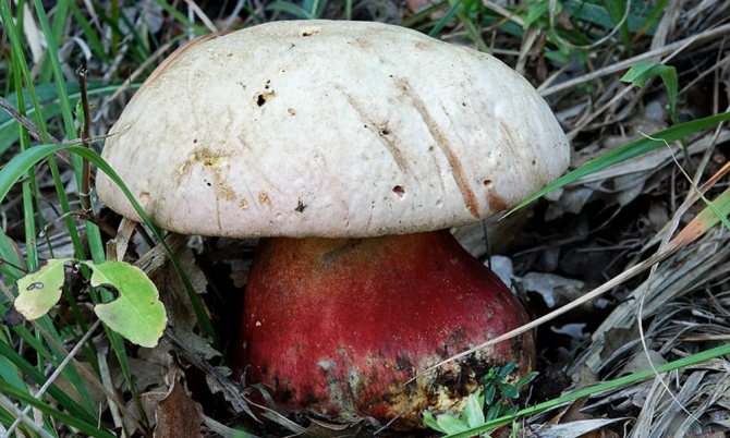 Satanisk svamp - en giftig svamp från Krim
