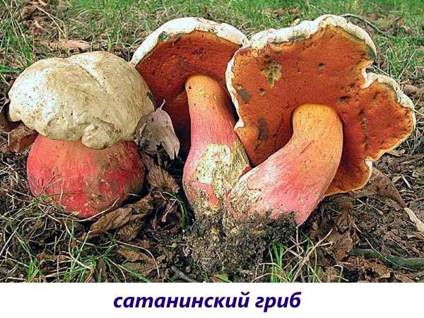 satanic mushroom