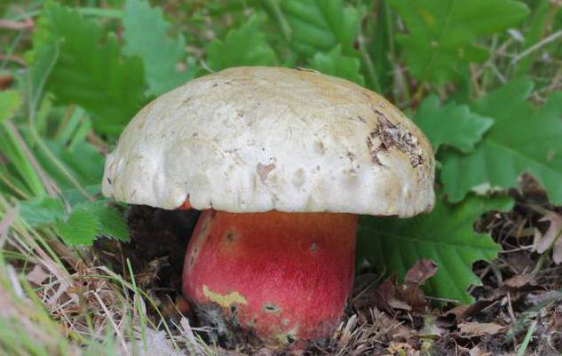 Satanic mushroom