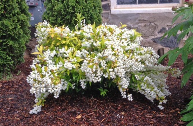 It is best to plant shrubs in open ground in spring.