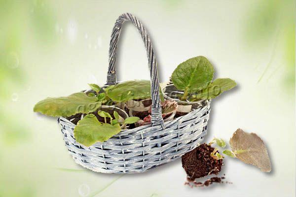 Planting leaves with roots is initially in small cups