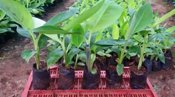 Banana seedlings