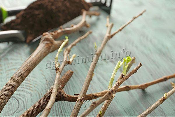 Seedlings for planting should be chosen for annuals, they take root faster