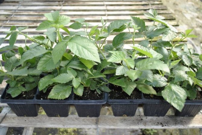 Blackberry seedlings