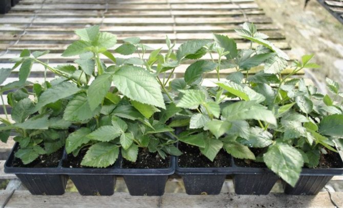Blackberry seedlings