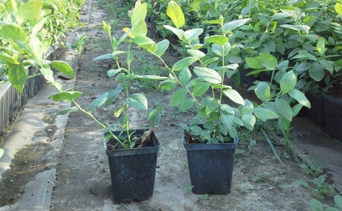 Blueberry seedlings