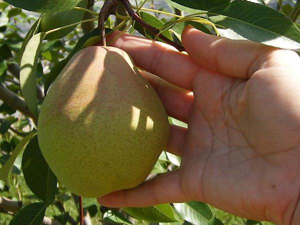 pear seedlings academic