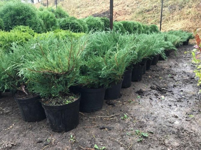 Mga seedling ng cossack juniper