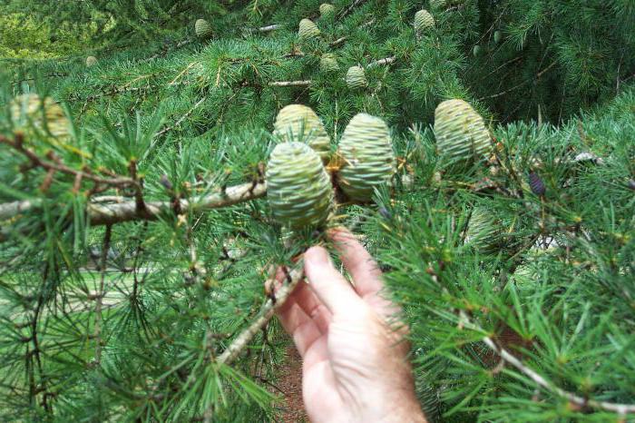 cedar pine seedlings