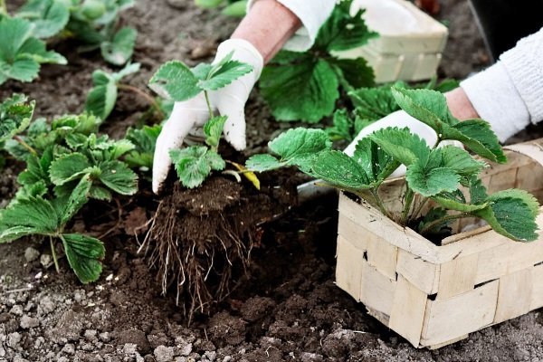 Strawberry seedlings are rooted in pre-dug holes