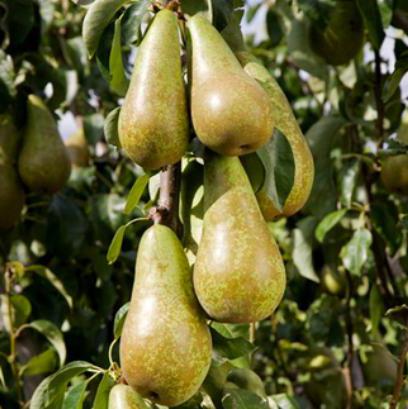 saplings of columnar pears