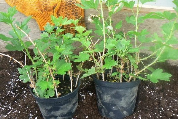 Gooseberry seedlings