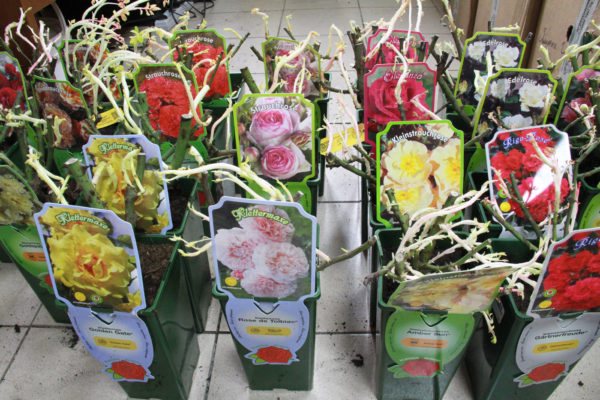 plantor av rosor i papperspåsar