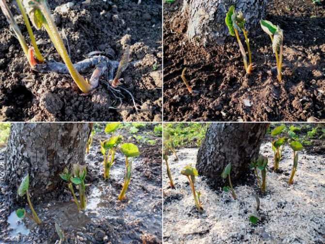 Seedlings in the ground