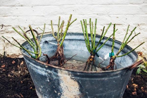 seedlings in a bucket