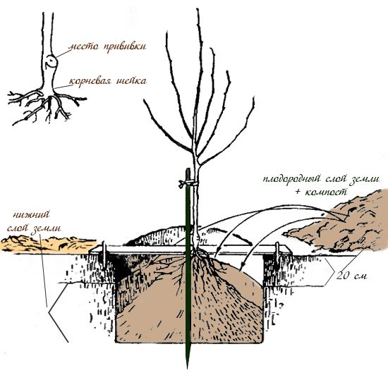 Un răsad de cireșe este înrădăcinat într-o gaură pre-săpată