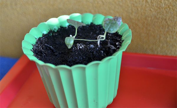 Seedling of clematis in a pot