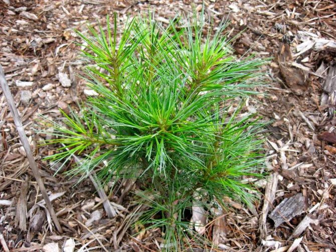 Фиданка Pinus Strobus