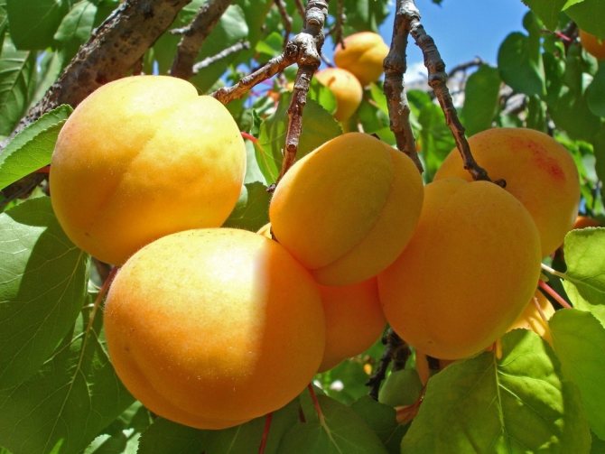 Harvesting apricot