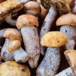 Cules de ciuperci în Crimeea