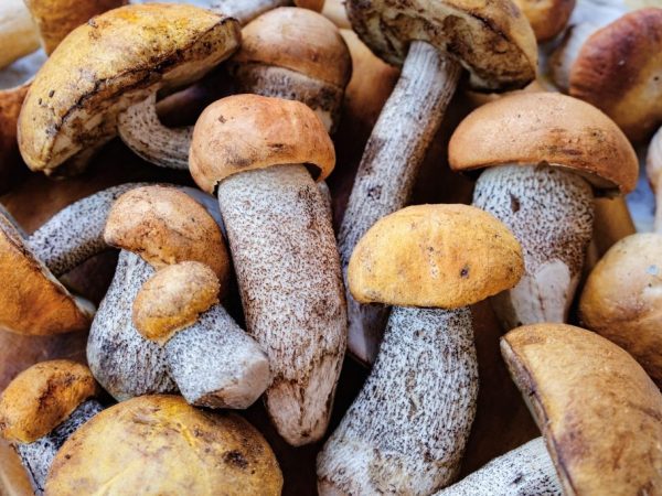 Mushroom picking in Crimea