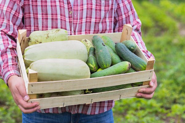 Insamling och förvaring av zucchini