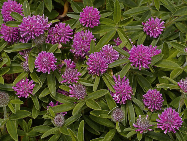 Collection and storage of meadow clover