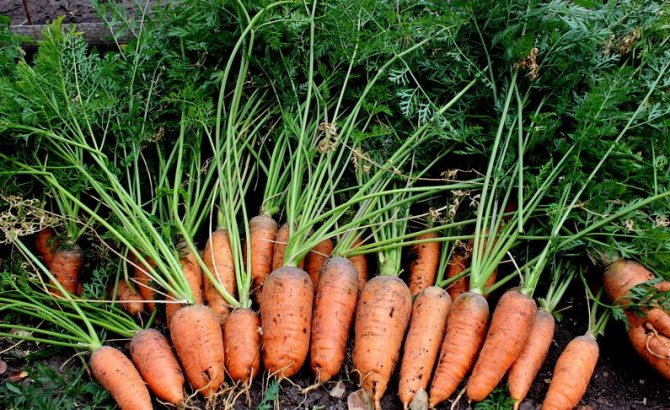 Sammlung und Lagerung der Karottenernte