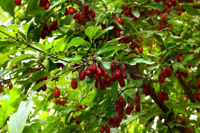 Събиране и съхранение на реколтата от дрянови плодове