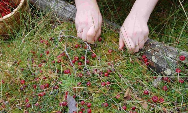 Mengumpulkan cranberry pada musim gugur