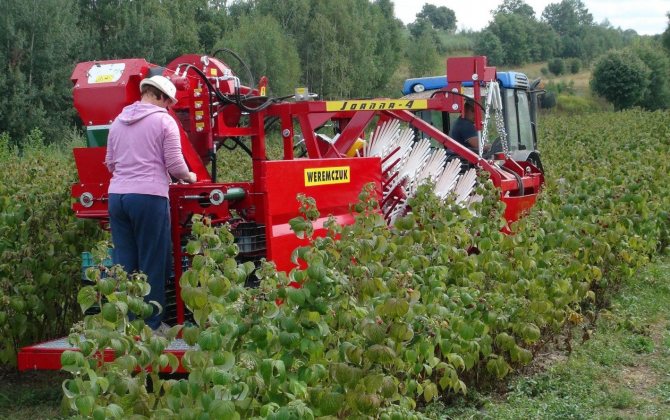 Harvesting raspberries with a combine