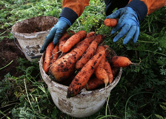 Бране на моркови