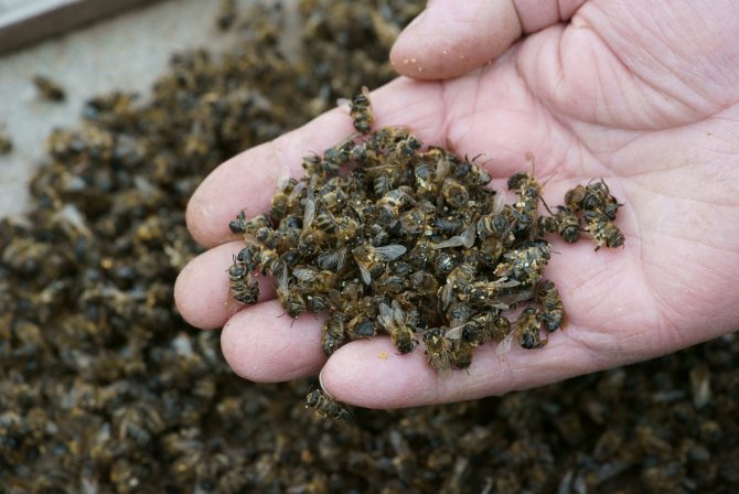 Mengumpulkan lebah mati