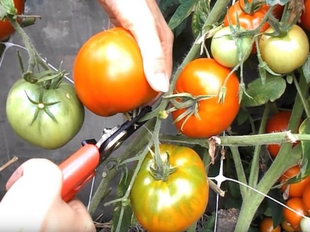 бране на домати