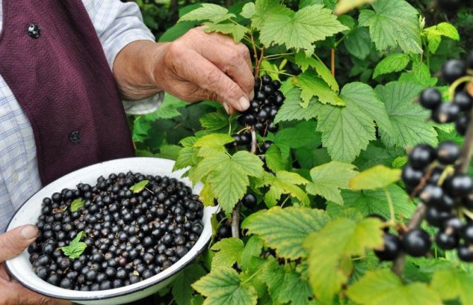 Collecting currants