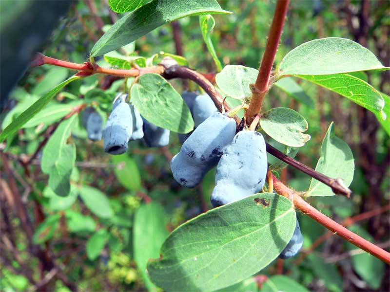 فترة الحصاد والسكون للشجيرة تحدث في وقت أبكر من معظم أشجار الفاكهة.