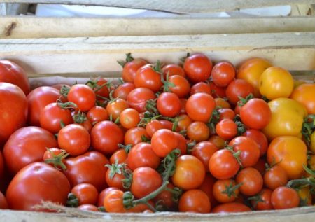 реколта домат