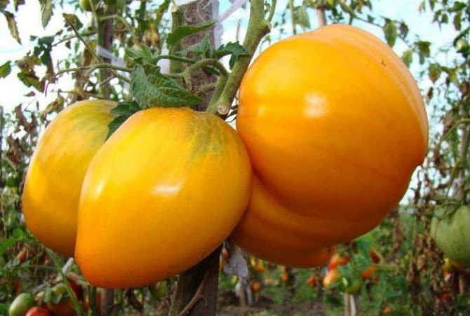 Прибиране на реколтата от домати