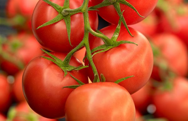 Прибиране на реколтата от домати