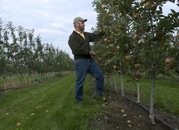 Harvesting in an orchard with columnar apple trees