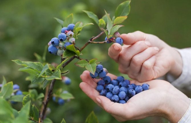 Pagpipitas ng blueberry