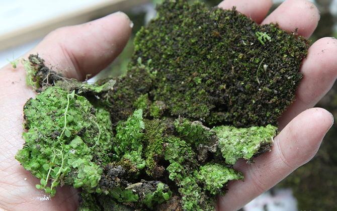 Mossy thickets should be cleaned with special brushes and gloves, collecting plant remains in buckets or containers