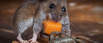 It is believed that rats and mice love cheese the most, but let's see if this is true and which baits work best in practice ...