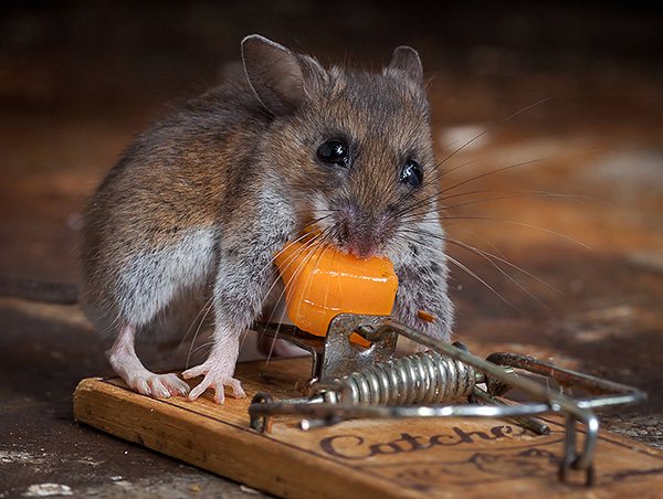 Man tror att råttor och möss älskar ost mest, men låt oss se om detta är sant och vilka beten som fungerar bäst i praktiken ...